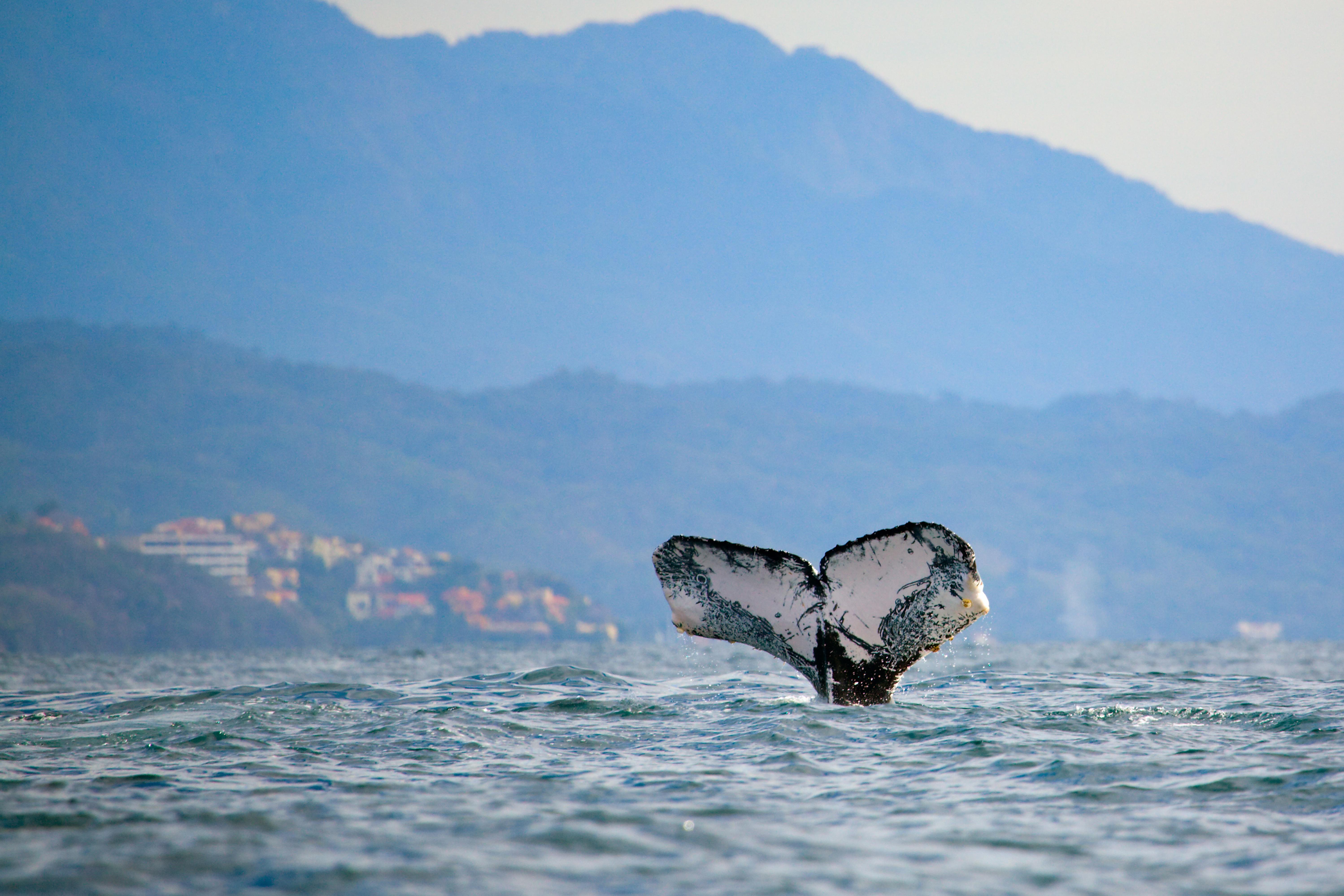 Villa Vera Puerto Vallarta Ngoại thất bức ảnh